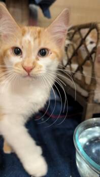 Honey -  Domestic Medium Hair Cat for Adoption in Missoula, Montana - Honey | PetCurious