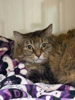 Karla -  Domestic Short Hair Cat for Adoption in Arlington, Washington - Karla | PetCurious