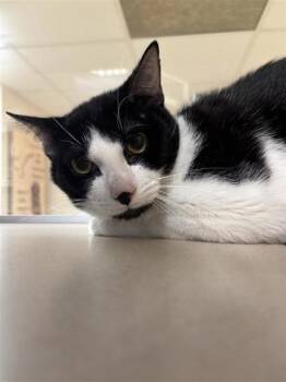 Rowley -  Domestic Short Hair Cat for Adoption in Kansas City, Missouri - Rowley | PetCurious
