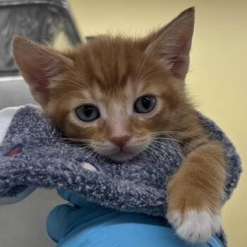 Brother bear -  Domestic Short Hair Cat Available for Adoption in West Palm Beach, Florida - Brother Bear | PetCurious