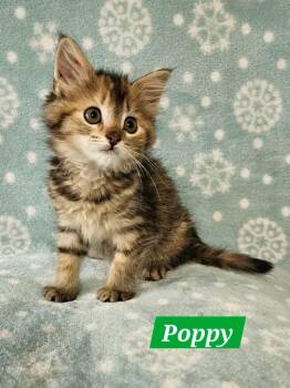 Poppy -  Domestic Medium Hair Cat for Adoption in Manchester, Tennessee - Poppy | PetCurious