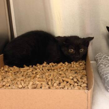 Starbucks -  Domestic Short Hair Cat for Adoption in Lynchburg, Virginia - Starbucks | PetCurious