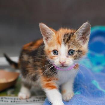 Naan -  Domestic Short Hair Cat for Adoption in Hattiesburg, Mississippi - Naan | PetCurious