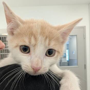 Brad -  Domestic Short Hair Cat for Adoption in Winston-salem, North Carolina - Brad | PetCurious