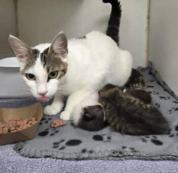 Rescue Domestic Short Hair Cats for Adoption in Atlanta, Georgia - Zena | PetCurious