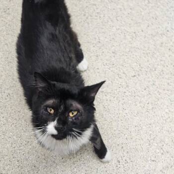 Domestic Medium Hair Cats Available for Adoption - Trix | PetCurious