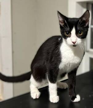Domestic Short Hair Cats Available for Adoption in Houston, Texas - Ecstasy | PetCurious