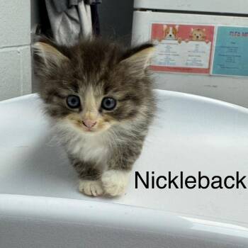 Nickleback -  Domestic Medium Hair Cat for Adoption in Parkersburg, West Virginia - Nickleback | PetCurious