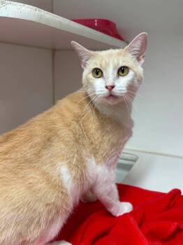 Pancake -  Domestic Short Hair Cat for Adoption in Leitchfield, Kentucky - Pancake | PetCurious