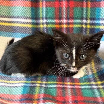 Blair -  Domestic Short Hair Cat for Adoption in Mt. Juliet, Tennessee - Blair | PetCurious