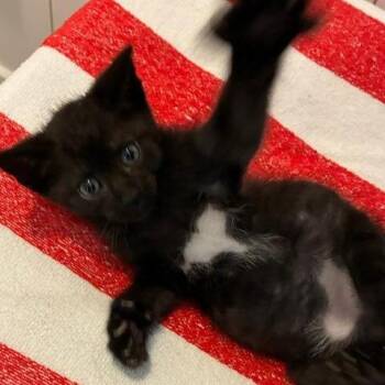 Bear -  Domestic Short Hair Cat for Adoption in Los Angeles, California - Bear | PetCurious