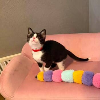 Woody -  Domestic Short Hair Cat for Adoption in Battle Creek, Michigan - Woody | PetCurious