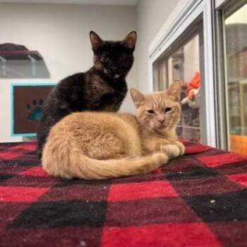 Domestic Short Hair Cats Available for Adoption - Asiago C11018 | PetCurious