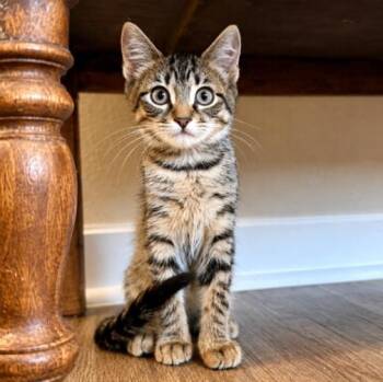 Pearl Marina Perfectly Playful -  Tabby and Domestic Short Hair Cat for Adoption in Friendswood, Texas - Pearl Marina Perfectly Playful | PetCurious