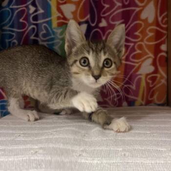 Monkey -  Domestic Short Hair Cat for Adoption - Monkey | PetCurious