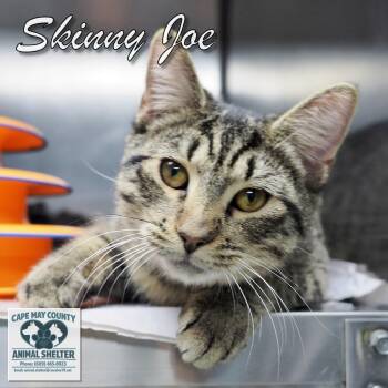 Skinny Joe -  Domestic Short Hair Cat for Adoption in Middle Township, New Jersey - Skinny Joe | PetCurious