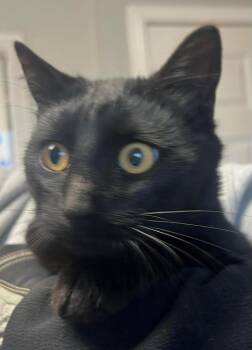 Domestic Short Hair Cats Available for Adoption - Drizzle | PetCurious