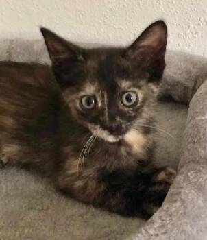 Quintana -  Domestic Short Hair Cat for Adoption in Columbia, Illinois - Quintana | PetCurious