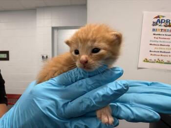 Domestic Short Hair Cats Available for Adoption in Charlotte, North Carolina - PURRLOCK HOLMES | PetCurious