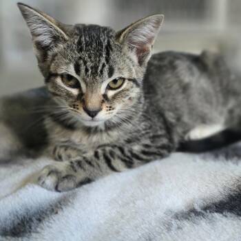 Leia -  Domestic Short Hair Cat for Adoption in Talent, Oregon - Leia | PetCurious