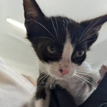 Rescue Domestic Short Hair Cats for Adoption in Lakewood, California - Riverside | PetCurious