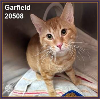 GARFIELD -  Domestic Short Hair and Tabby Cat for Adoption in Marietta, Georgia - GARFIELD | PetCurious