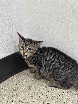 Pepperoni -  Tabby Cat for Adoption in Newberg, Oregon - Pepperoni | PetCurious
