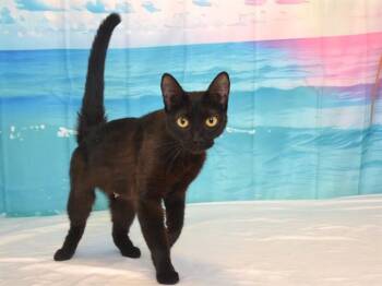 KIWI -  Domestic Short Hair Cat Available for Adoption in Oroville, California - KIWI | PetCurious