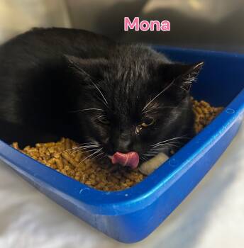 Rescue Domestic Short Hair Cats for Adoption in Jim Thorpe, Pennsylvania - Mona | PetCurious
