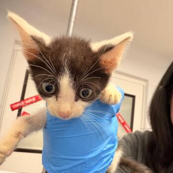 Spider -  Domestic Short Hair Cat for Adoption in West Palm Beach, Florida - Spider | PetCurious
