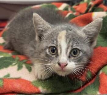 Lyra -  Domestic Short Hair Cat for Adoption in Fremont, Nebraska - Lyra | PetCurious