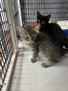 Rescue Domestic Long Hair Cats for Adoption in Salmon, Idaho - Smokey | PetCurious