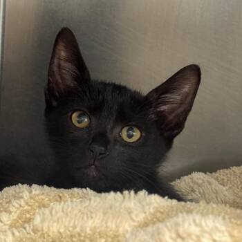 Carlos -  Domestic Short Hair Cat for Adoption in West Palm Beach, Florida - Carlos | PetCurious