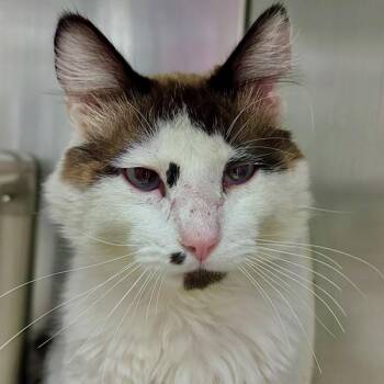 Domestic Medium Hair Cats Available for Adoption - Luca | PetCurious