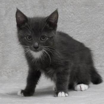 Mr. Scrungles -  Domestic Medium Hair Cat for Adoption in Sunnyvale, California - Mr. Scrungles | PetCurious