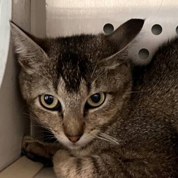 Cobbler -  Domestic Short Hair Cat for Adoption in Washburn, Missouri - Cobbler | PetCurious