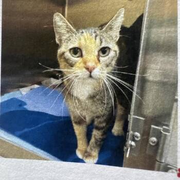Kesha -  Domestic Short Hair Cat for Adoption in Lake Jackson, Texas - Kesha | PetCurious