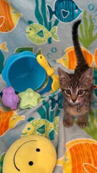 Avery -  Tabby Cat for Adoption in San Antonio, Texas - Avery | PetCurious