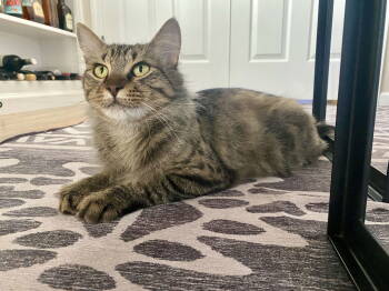 Rescue Domestic Medium Hair Cats for Adoption in Davis, California - Mushroom | PetCurious