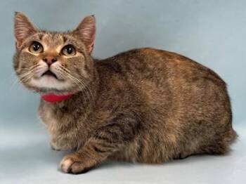 Domestic Short Hair Cats Available for Adoption - Trixie | PetCurious