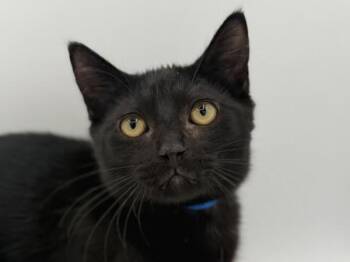 Trunk -  Domestic Short Hair Cat for Adoption in Portland, Oregon - Trunk | PetCurious