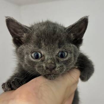 Cosmo -  Russian Blue Cat for Adoption in Franklin, North Carolina - Cosmo | PetCurious
