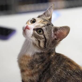 Domestic Short Hair Cats Available for Adoption in Falls Church, Virginia - H&C: Honey | PetCurious