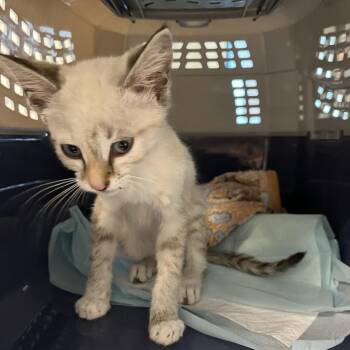 Gissell Kitten -  Domestic Short Hair Cat for Adoption in Los Angeles, California - Gissell Kitten | PetCurious