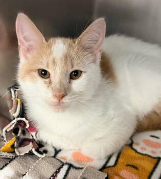 Super Soaker -  Domestic Short Hair Cat for Adoption in Cincinnati, Ohio - Super Soaker | PetCurious