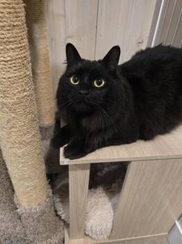 Midnight -  Domestic Long Hair Cat for Adoption in Vancouver, Washington - Midnight | PetCurious
