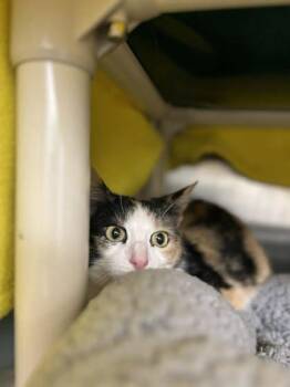 Domestic Short Hair Cats Available for Adoption in Munster, Indiana - Hannah | PetCurious