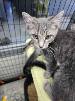 Cairo -  Domestic Short Hair Cat for Adoption in Evansville, Indiana - Cairo | PetCurious