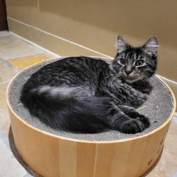 Rescue Domestic Long Hair Cats for Adoption in East Brunswick, New Jersey - Colson | PetCurious