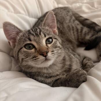 Guppy -  Domestic Short Hair Cat for Adoption in Fort Worth, Texas - Guppy | PetCurious